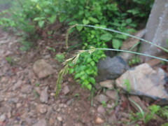 Elymus coreanus