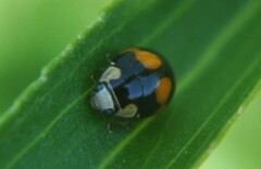 Brachiacantha decora