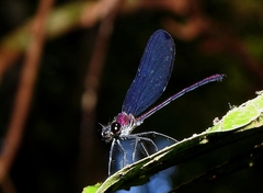 Mnesarete cupraea