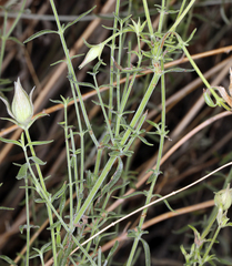 Monardella mojavensis