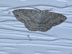 Cyclophora pendulinaria