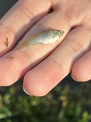 Poecilia latipinna