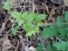 Toxicodendron radicans