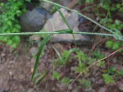Elymus coreanus