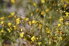 Scoparia montevidensis