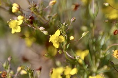 Scoparia montevidensis