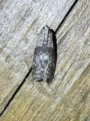 Sciota subcaesiella