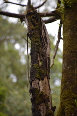 Neophema chrysostoma