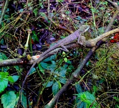 Pseudocalotes tympanistriga