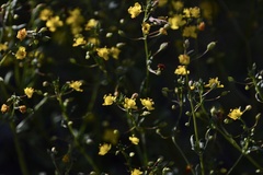 Scoparia montevidensis