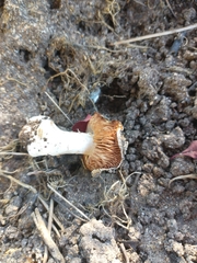 Hebeloma crustuliniforme