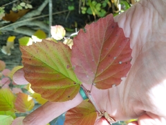 Viburnum rafinesqueanum