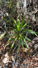 Pleomele aurea