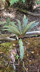 Elaphoglossum paleaceum