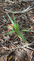 Dianella sandwicensis