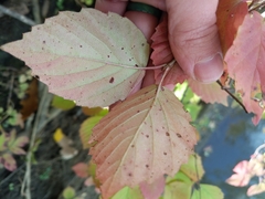 Viburnum rafinesqueanum