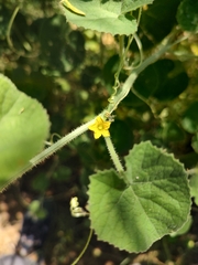 Cucumis
