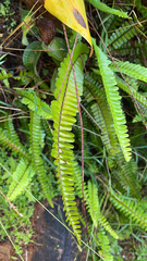 Nephrolepis cordifolia