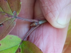Viburnum rafinesqueanum