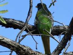 Trogon elegans
