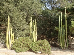 Trichocereus