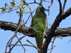 Trogon elegans