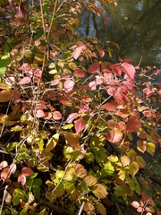 Viburnum rafinesqueanum