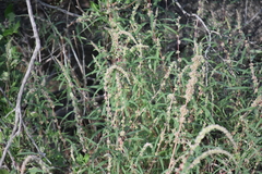 Amaranthus fimbriatus
