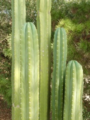 Trichocereus