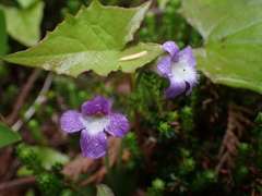 Pinguicula macroceras