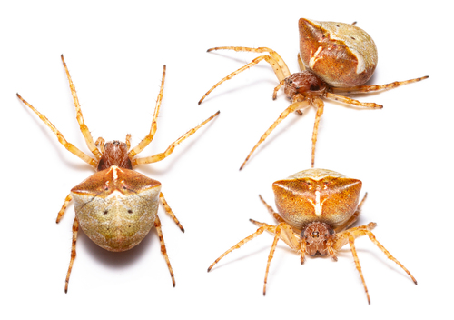 Two-tubercled Orb-web