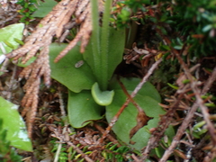 Pinguicula macroceras