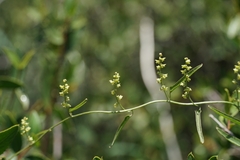 Dioscorea saxatilis