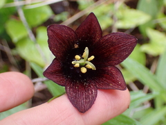 Fritillaria camschatcensis