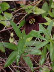 Fritillaria camschatcensis