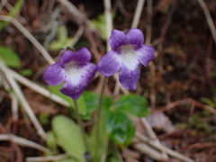 Pinguicula macroceras