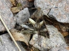 Melipotis perpendicularis