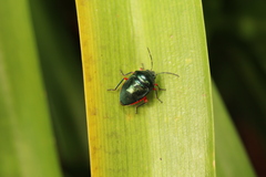 Lampromicra aerea