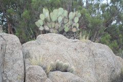 Opuntia chlorotica