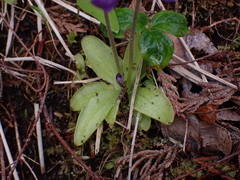 Pinguicula macroceras