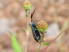 Ctenucha venosa
