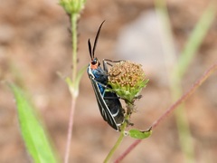 Ctenucha venosa