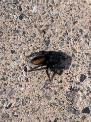 Phidippus