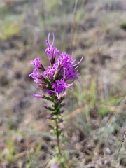 Liatris punctata