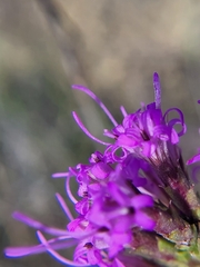 Liatris punctata