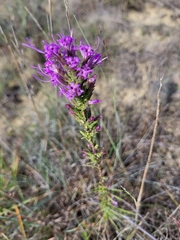 Liatris punctata