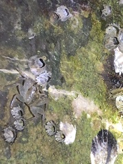Aratus pisonii