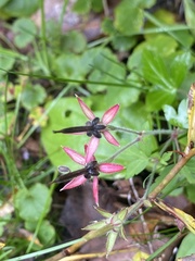 Geranium thunbergii