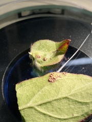 Alternaria gomphrenae