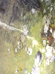 Aratus pisonii